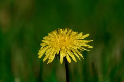 One Yellow Dandelion 스톡 사진