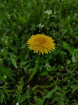 One yellow dandelion Stock Photos