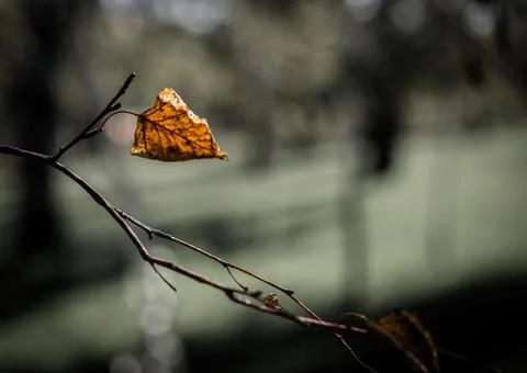 One yellow dry leaf on a tree branch Stock Photos