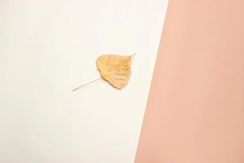 One yellow fallen leaf on a beige brown paper background. Minimalism, the cre Stock Photos