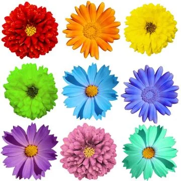 One yellow flower isolated round many petals top view Stock Photos