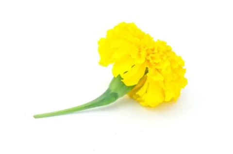 One yellow flower Stock Photos