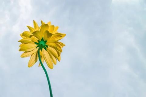 One yellow flower on a thin stem stretches to the sky, bottom view Stock Photos