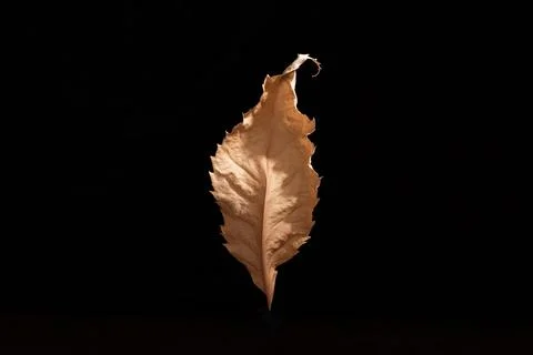 One yellow leaf on a black background in the sunlight Foto stock