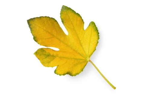 One yellow leaf of fig tree isolated on white background Stock Photos