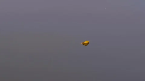 One yellow leaf floating on a water surface. Vídeo Stock 95891877