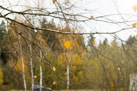 One yellow leaf on a tree branch Stock Photos