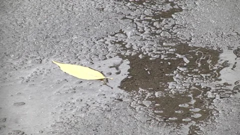 One yellow leaf of a tree lies on the asphalt in autumn Stock Footage 223816566