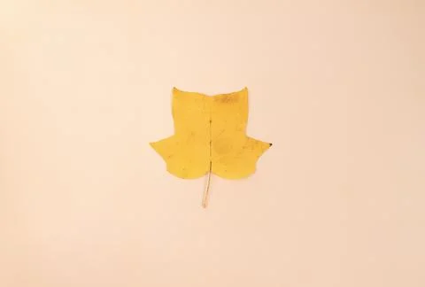 One yellow leaf of a tulip tree on a beige background Stock Photos