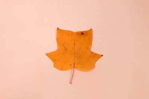 One yellow leaf of a tulip tree on a light pink background Stock Photos