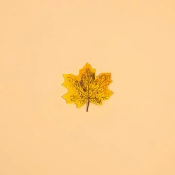 One yellow maple leaf on beige background. Autumn concept. Flat lay Stock Illustration