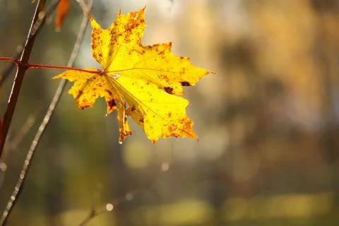 One yellow maple leaf on a branch 写真素材