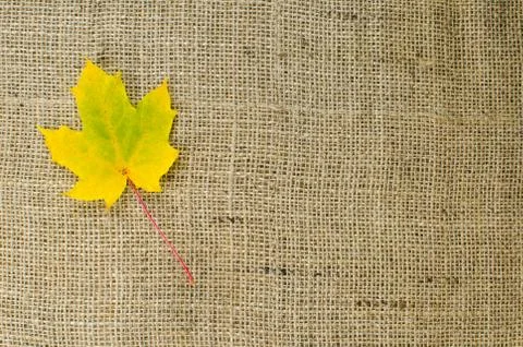 One yellow maple leaf at burlap Stock Photos