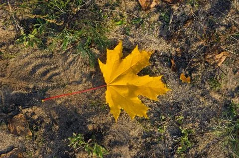 One yellow maple leaf Illustrazione stock