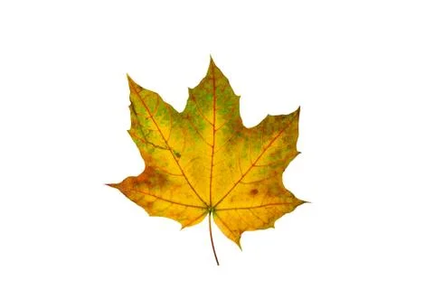 One yellow maple leaf isolated on a white background Stock Photos
