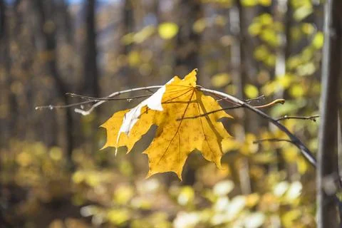 One yellow maple leaf on the twig in front of the natural blurred background Stock Photos