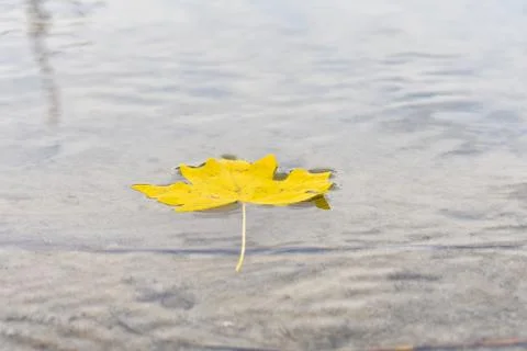 One yellow maple leaf on water close-up. Yellow maple leaf on a gray background Stock Photos