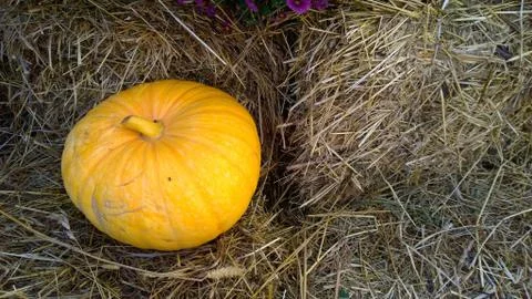 One Yellow pumpkin on hay background. Copy space. Autumn decoration. Vintage Stock Photos