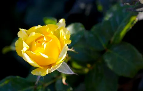 One yellow rose Stockfoto's