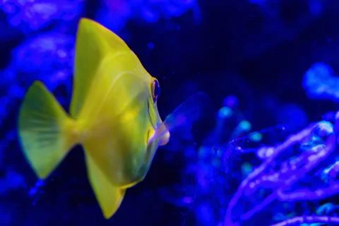 One yellow small fish Stock Photos
