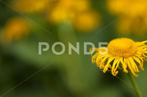 One Yellow Summerflower with other yellow plants in the background Stock Photos