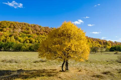 One yellow tree in the middle of a field on a background of yellowed forest.  Stock Photos
