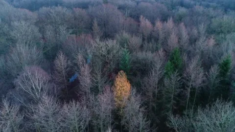 One Yellow Tree Sticking Out, Long Rotating Shot - Friesland, The Netherlands Stock-Footage 258629690