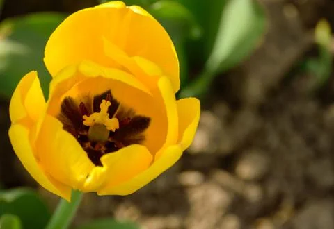 One yellow Tulip closeup on blurred background Stock Photos