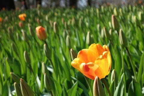 One yellow tulip with open petals in a field of tulips with closed petals. Stock Photos
