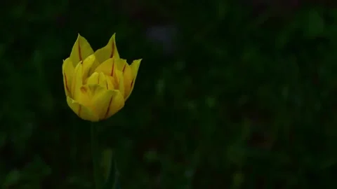 One yellow tulip with red veins sways wind against a green background evening. Stock Footage 196821389