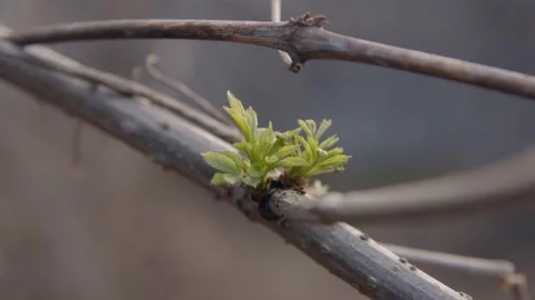 One young bud on a branch #2 Stock Footage 152528231