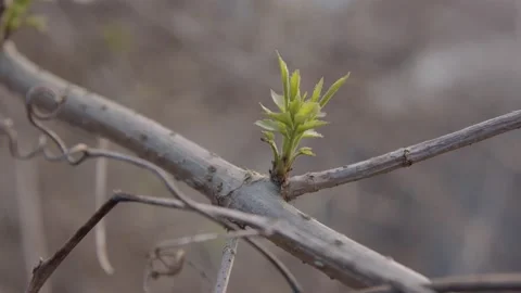 One young bud on a branch Stock Footage 152528229