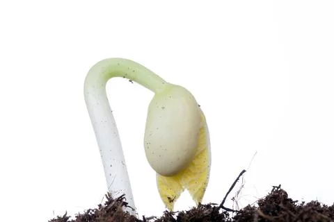 One young green bean Stock Photos