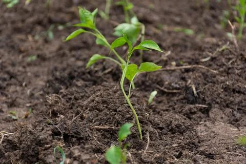 One young green stem of peeper on spring day in a garden Stock Photos
