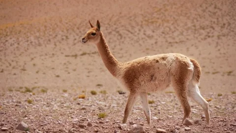 One Young Vicuna Walking In The Desert Stock Footage 170626561