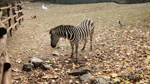 One zebra eating grass and dry leaves on the ground at Belgrade Zoo in autumn Stock Footage 342725517