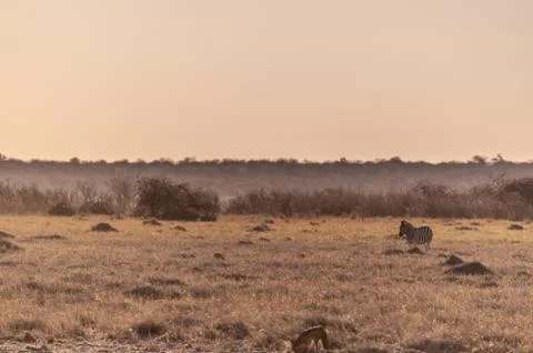 One Zebra in the Evening Light Stock Photos