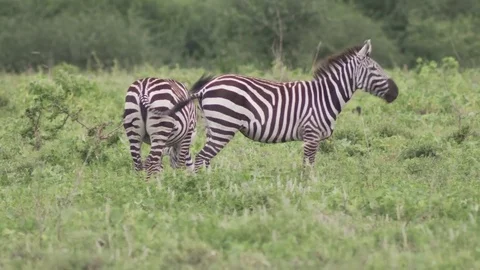 One Zebra grazing another Zebra looking away Stock Footage 77969177