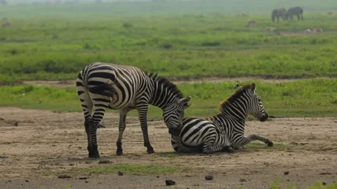 One zebra is helping second to get up and then roll on ground going crazy fun Stock Footage 204097690