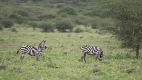 One Zebra looking  and walking another Zebra  grazing Stock Footage 77969989
