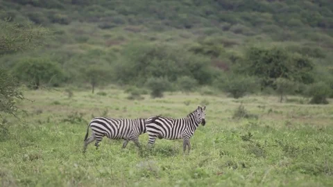 One Zebra looking around another Zebra walking away Stock Footage 77969243