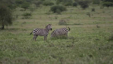 One Zebra looking around another Zebra walking away Stock Footage 77970070