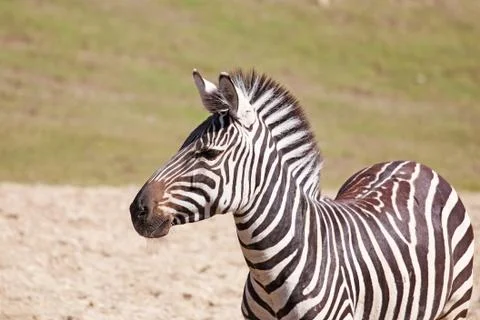 One zebra Stock Photos