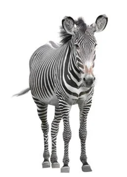 One zebra 스톡 사진