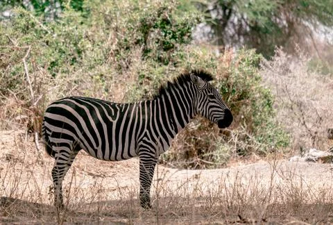 One zebra standing under the tree - Tanzania Stock Photos
