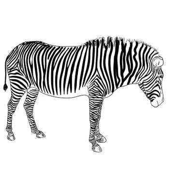 One zebra. vector illustration Illustrazione stock