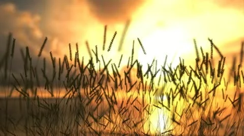 Oneiric sunset with field of wheat ears Stock Footage 11496850