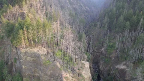 Oneonta Gorge Fire Damage Stock Footage 226409852