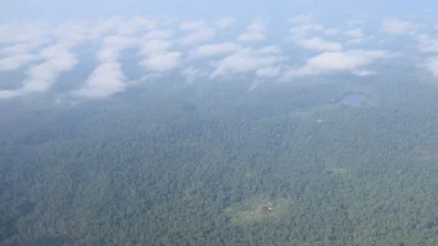 This One’s for the Rainforest! Video stock 207722253