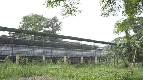 Ongoing construction of a poultry building in Bulacan, Philippines Stock Footage 229753494
